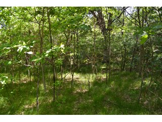 <b>PRICE REDUCED: $5,900 per acre</b><br>
This property offers productive tillable land along with two wooded areas.  Much of the larger woods near the road is on a ridge.  Investigate this area for a potential beautiful homesite as well as for hunting and recreational opportunities. <br>
<b>156.9+/- </b>Total Acres | <b>145.83+/-</b> Tillable Cropland Acres per FSA | <b>10+/-</b> Wooded Acres - 156.9+/- Acres For Sale - Cropland, Woods for Hunting/Recreational & Potential Building Sites